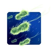Batteri probiotici: la ricerca continua...
