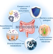 microbiota-schema