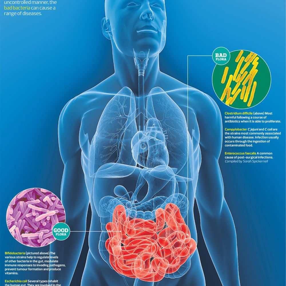 probiotici-corpo-azzurro