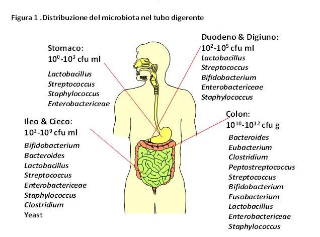 probiotici-distribuzione