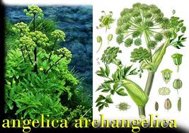 angelica