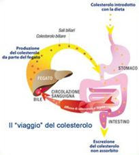 colesterolo schema assorbimento