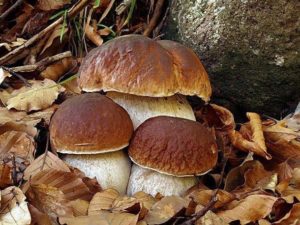 FUNGHI utili alla salute ma...senza esagerare