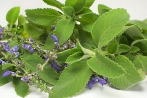 BOLDO FALSO (Plectranthus barbatus)