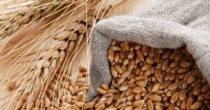 Grano Khorasan: un “tesoro” di grano antico